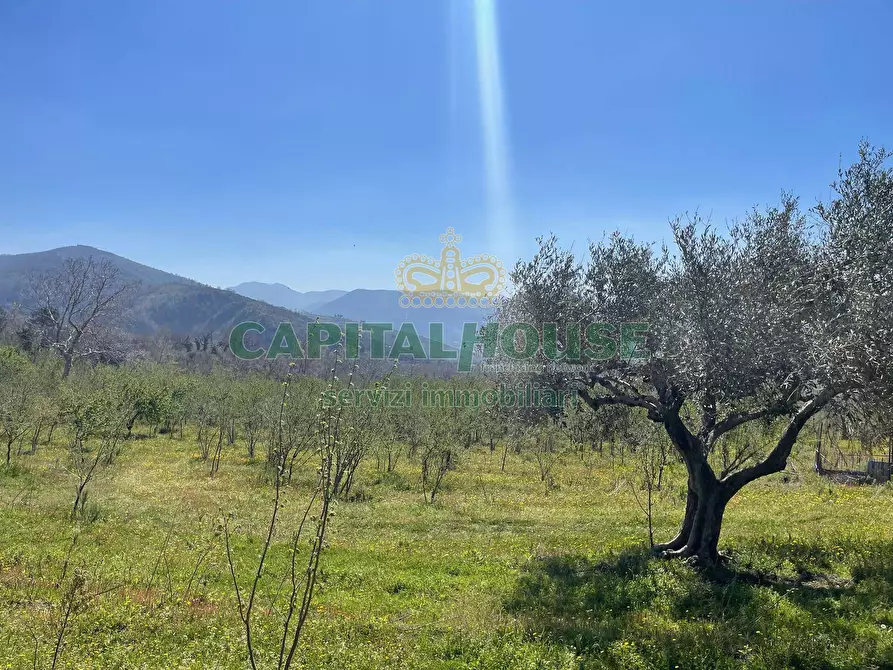 Immagine 7 di Terreno agricolo in vendita  a Avella