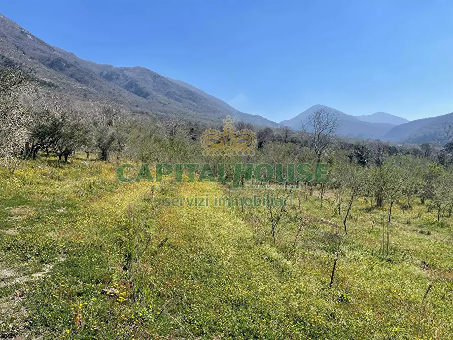 Immagine 8 di Terreno agricolo in vendita  a Avella