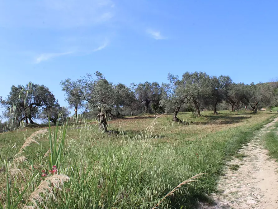 Immagine 3 di Terreno agricolo in vendita  in Sotto Castello a Monteodorisio