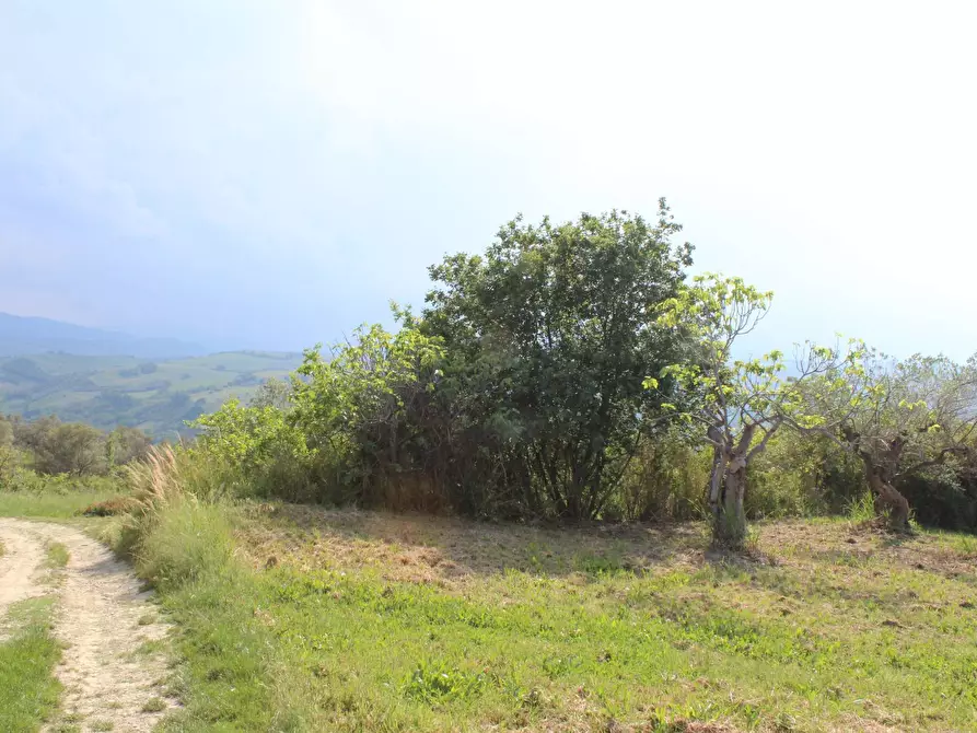 Immagine 27 di Terreno agricolo in vendita  in Sotto Castello a Monteodorisio
