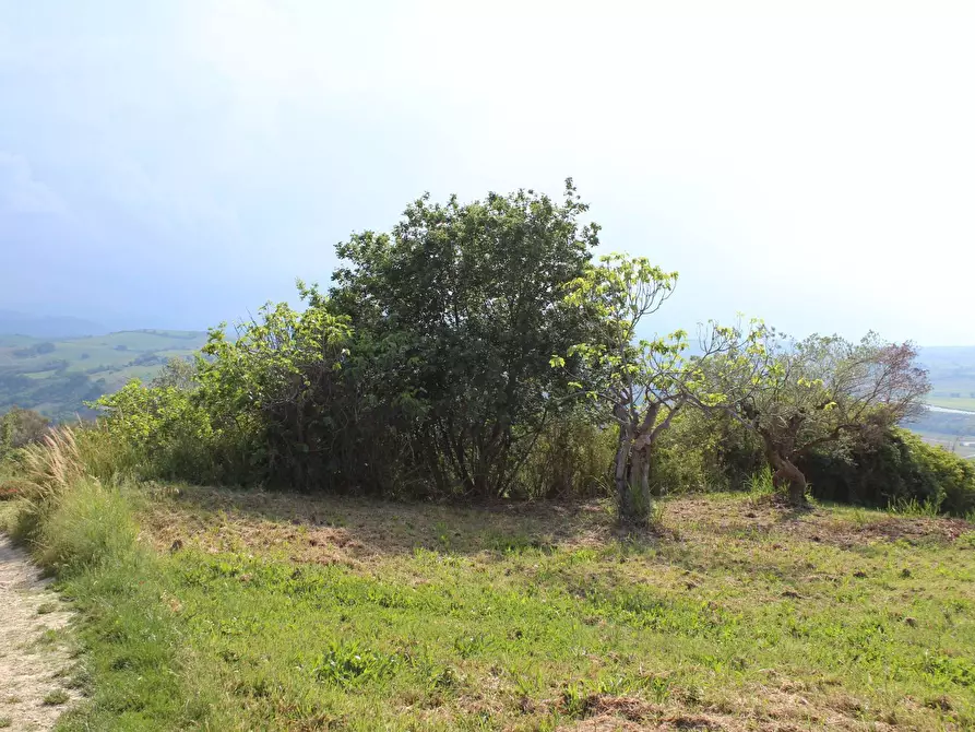 Immagine 7 di Terreno agricolo in vendita  in Sotto Castello a Monteodorisio