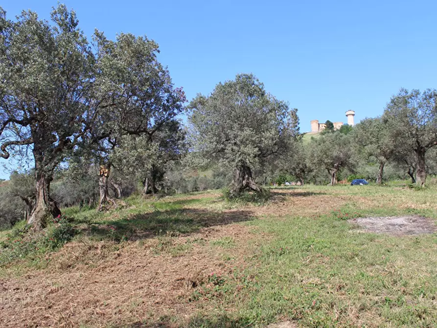 Immagine 26 di Terreno agricolo in vendita  in Sotto Castello a Monteodorisio
