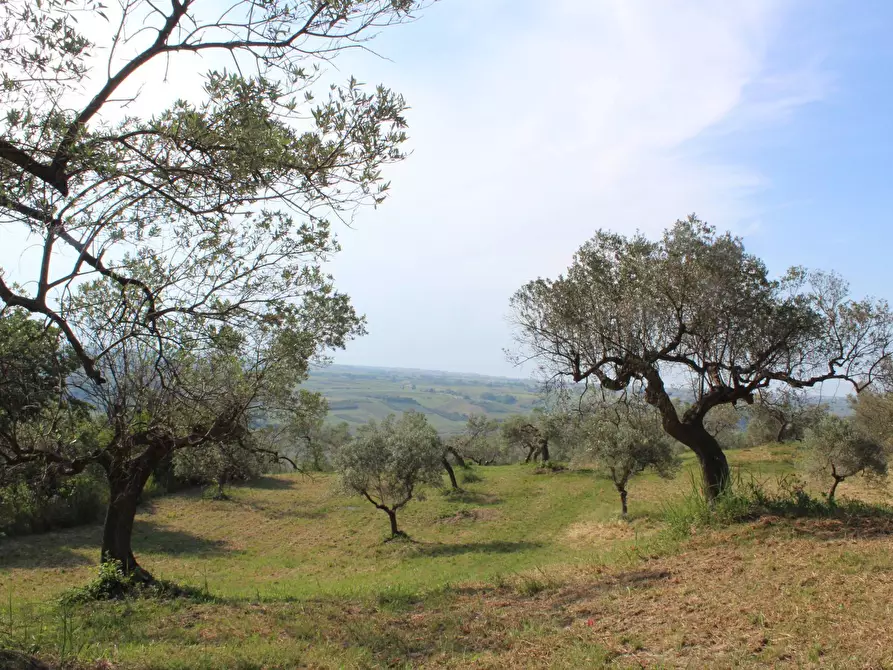 Immagine 10 di Terreno agricolo in vendita  in Sotto Castello a Monteodorisio