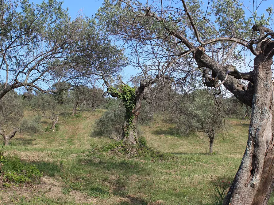 Immagine 16 di Terreno agricolo in vendita  in Sotto Castello a Monteodorisio