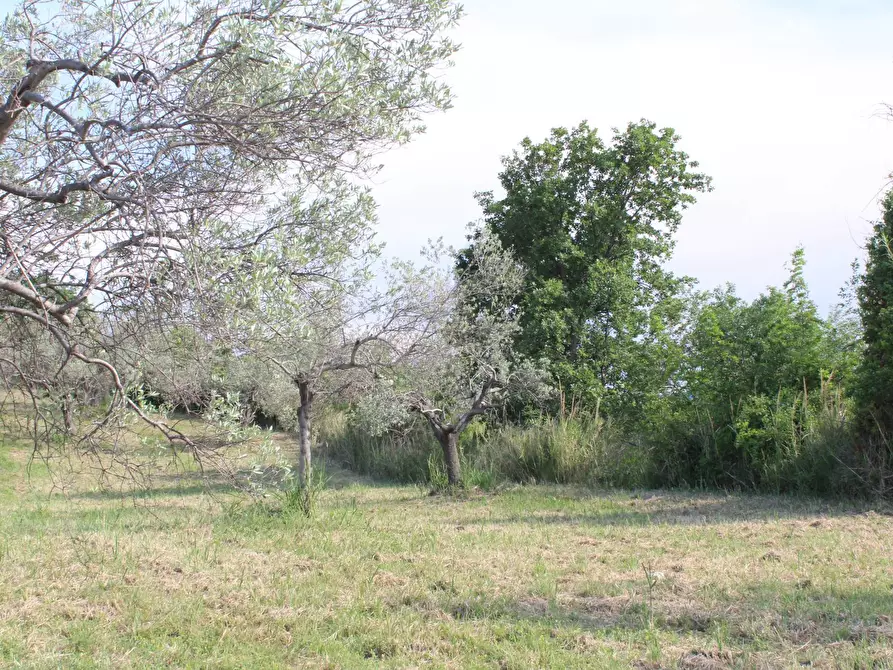 Immagine 23 di Terreno agricolo in vendita  in Sotto Castello a Monteodorisio