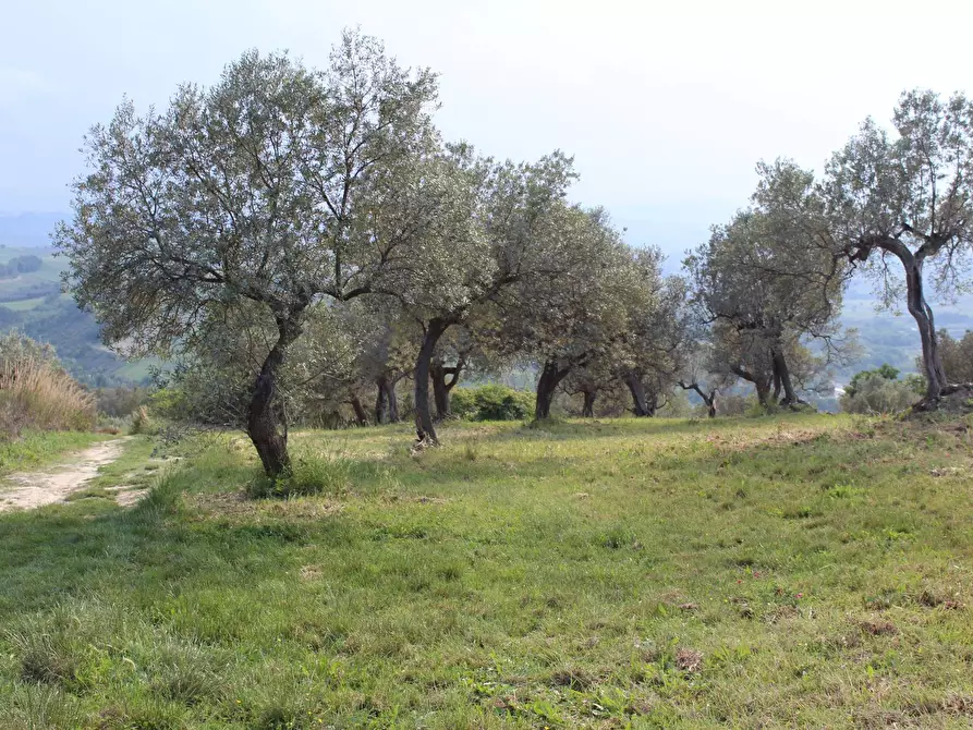 Immagine 24 di Terreno agricolo in vendita  in Sotto Castello a Monteodorisio