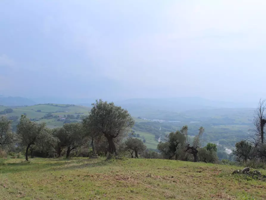 Immagine 21 di Terreno agricolo in vendita  in Sotto Castello a Monteodorisio
