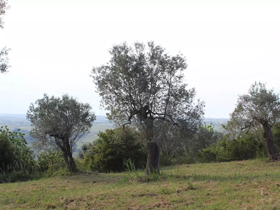Immagine 28 di Terreno agricolo in vendita  in Sotto Castello a Monteodorisio