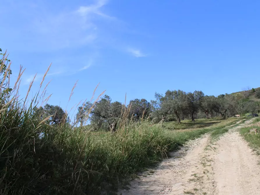 Immagine 17 di Terreno agricolo in vendita  in Sotto Castello a Monteodorisio