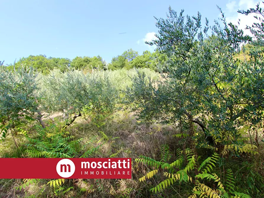 Immagine 5 di Terreno agricolo in vendita  in Braccano a Matelica