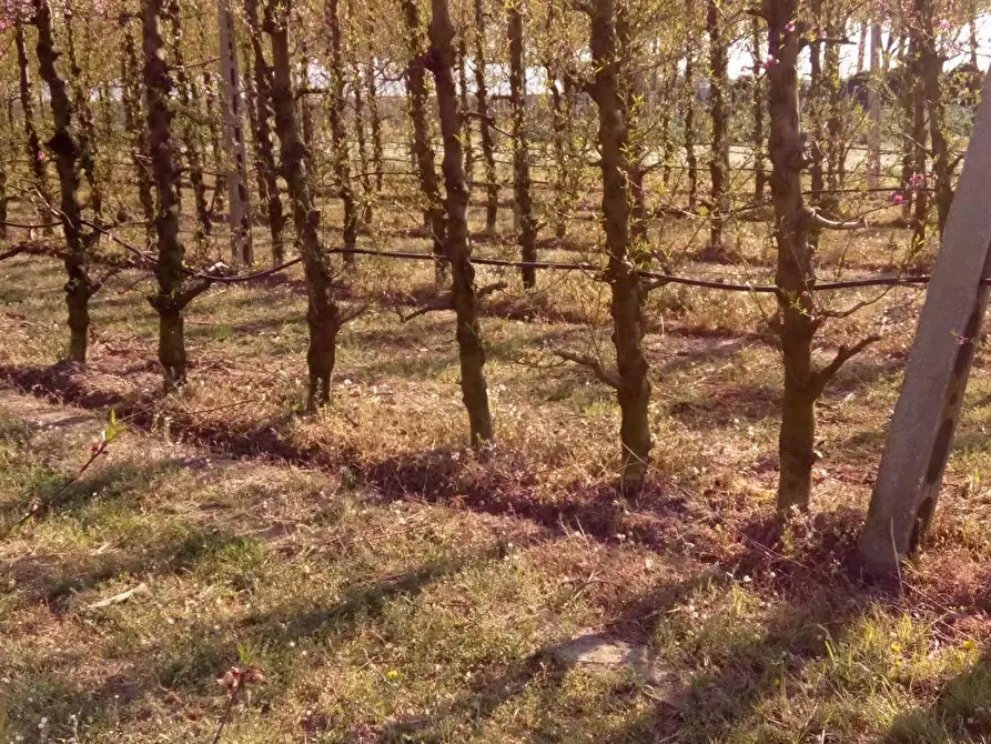 Immagine 1 di Terreno agricolo in affitto  a Faenza