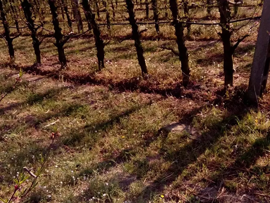 Immagine 2 di Terreno agricolo in affitto  a Faenza
