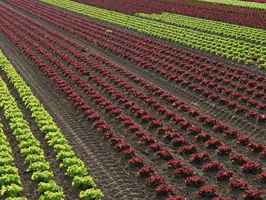 Immagine 3 di Terreno agricolo in affitto  a Faenza