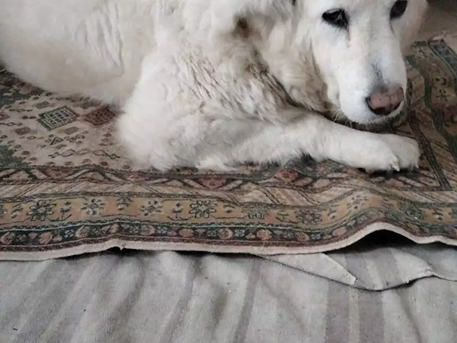 Immagine 3 di Appartamento in vendita  in Via San Bernardo a Faenza