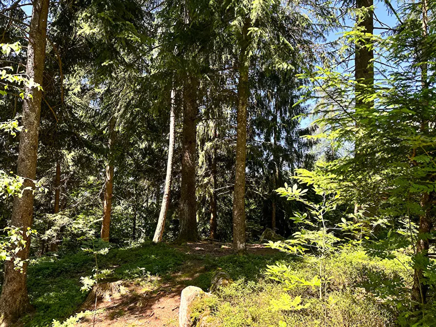 Immagine 20 di Terreno agricolo in vendita  in Plagna a Collio