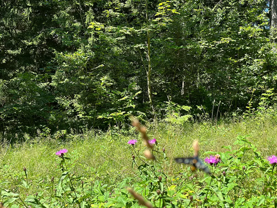 Immagine 23 di Terreno agricolo in vendita  in Plagna a Collio