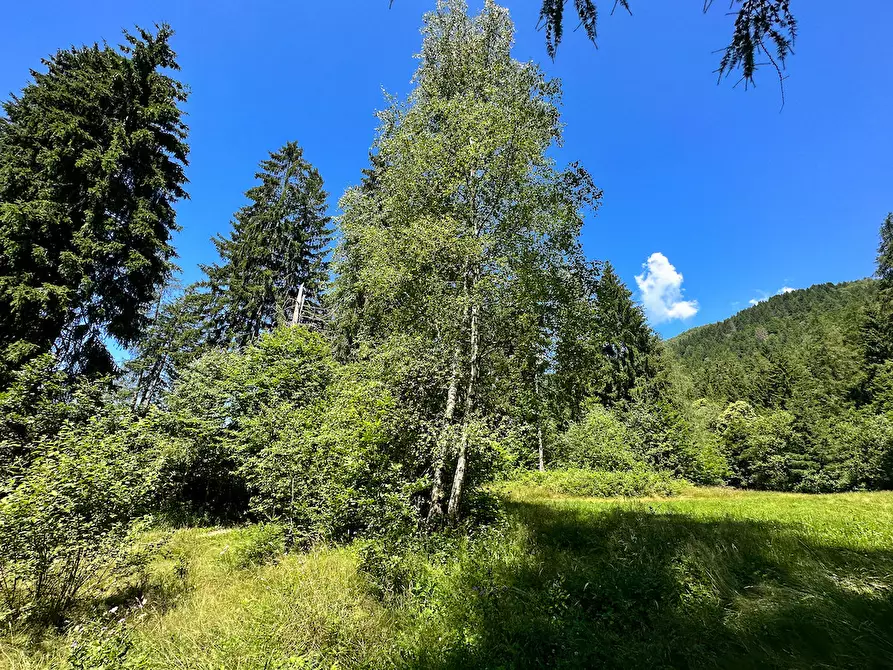 Immagine 26 di Terreno agricolo in vendita  in Plagna a Collio