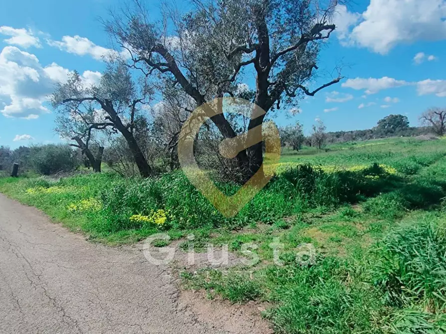 Immagine 3 di Terreno agricolo in vendita  in Contrada La Mea a Cellino San Marco