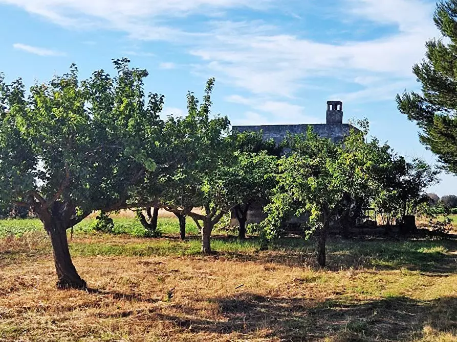 Immagine 1 di Terreno agricolo in vendita  in Contrada Torricella a Mesagne