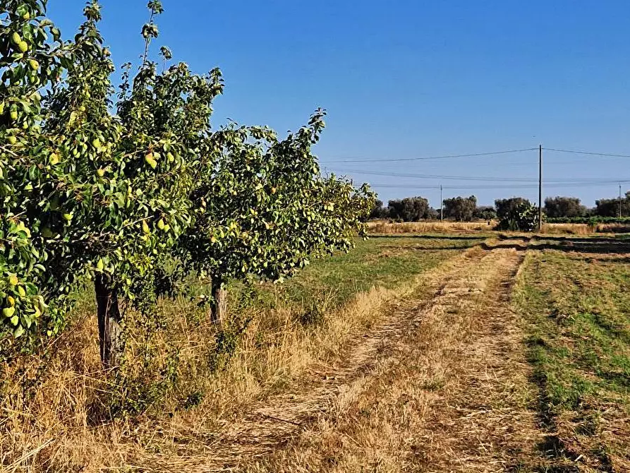 Immagine 2 di Terreno agricolo in vendita  in Contrada Torricella a Mesagne