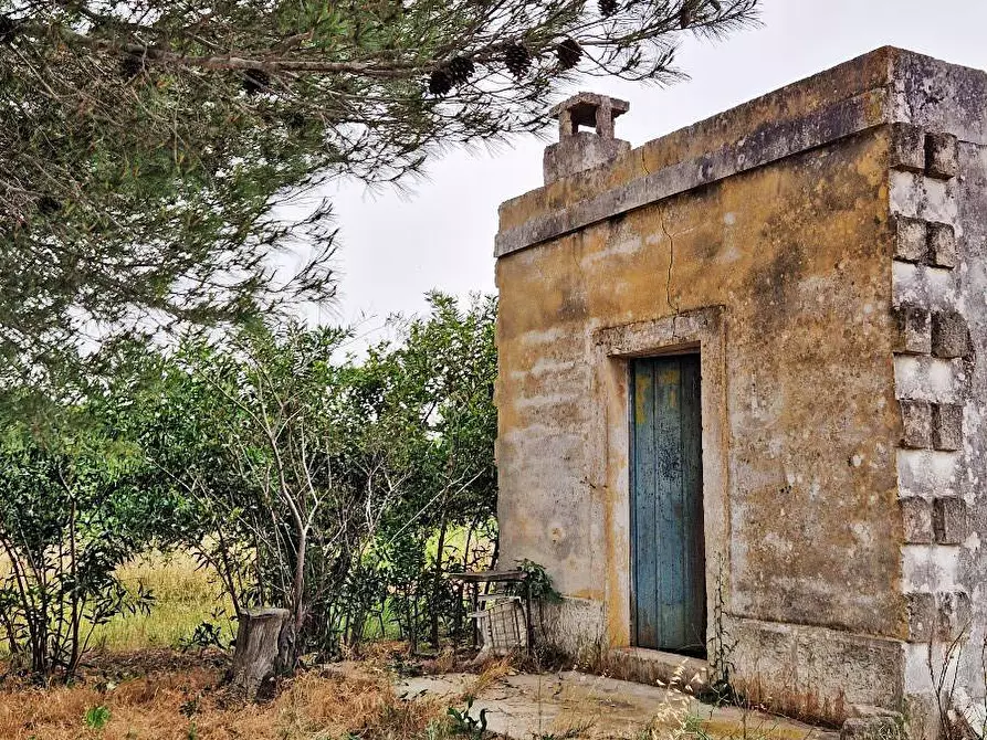 Immagine 3 di Terreno agricolo in vendita  in Contrada Torricella a Mesagne