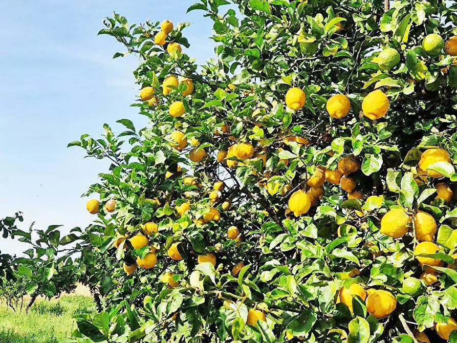 Immagine 5 di Terreno agricolo in vendita  in Contrada Torricella a Mesagne