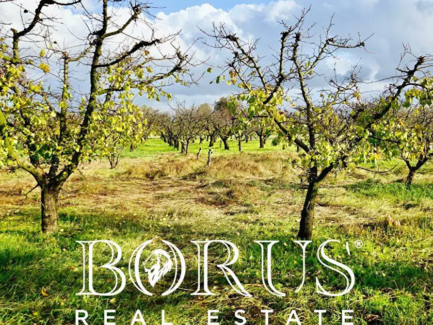 Immagine 3 di Terreno agricolo in vendita  a Teverola