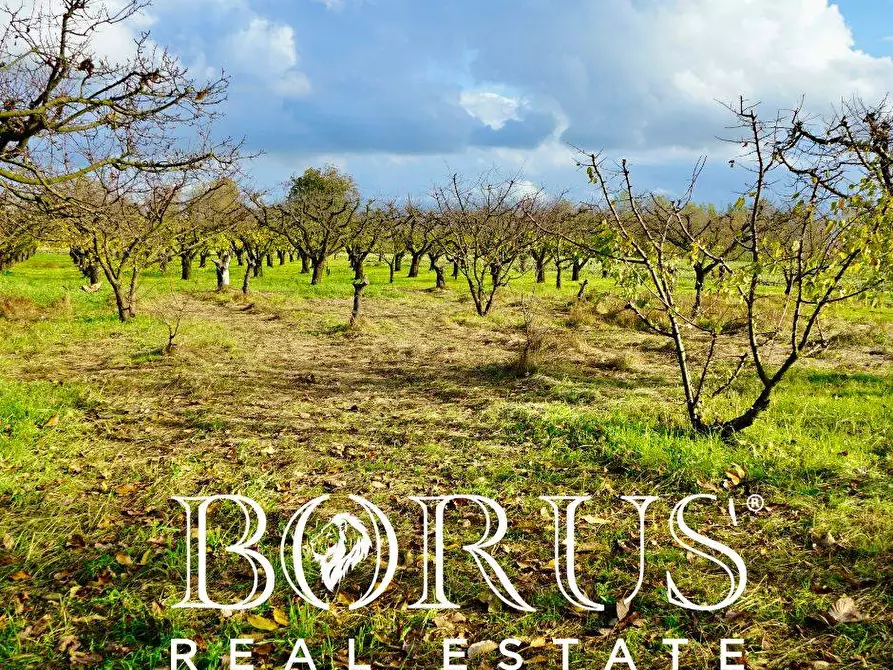 Immagine 4 di Terreno agricolo in vendita  a Teverola