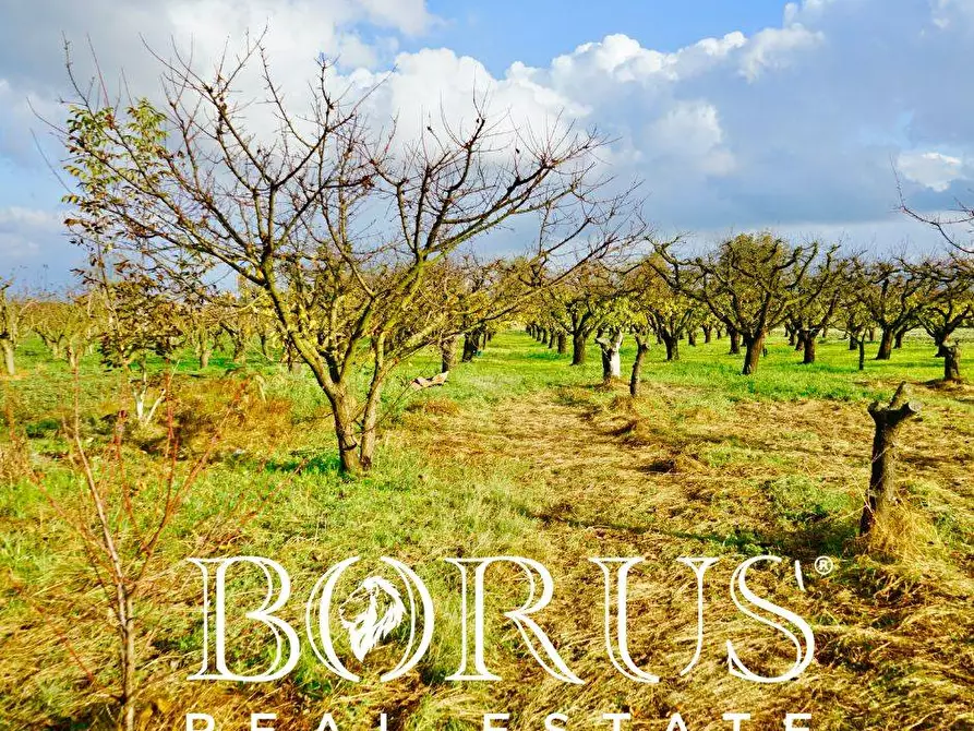 Immagine 5 di Terreno agricolo in vendita  a Teverola