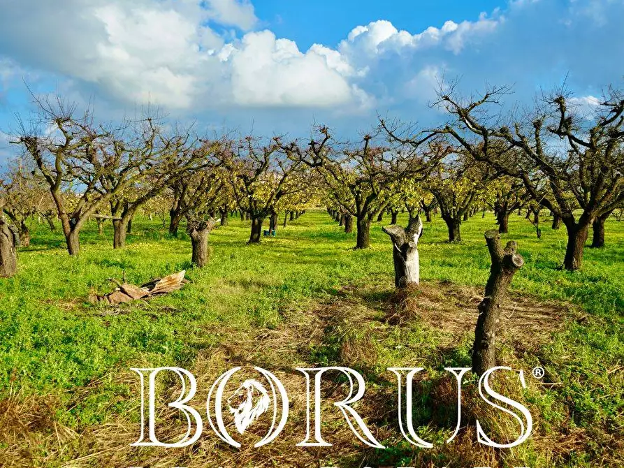 Immagine 7 di Terreno agricolo in vendita  a Teverola