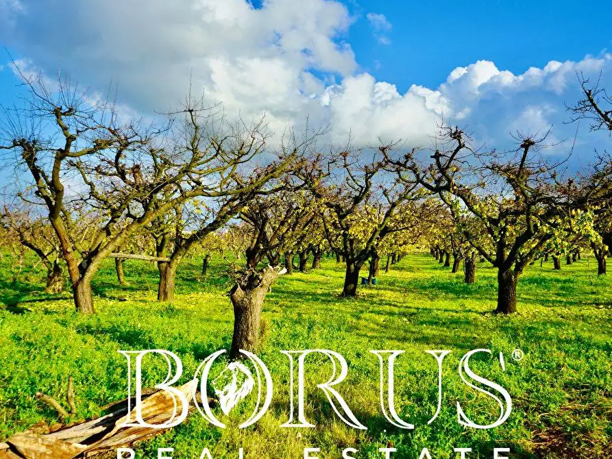 Immagine 8 di Terreno agricolo in vendita  a Teverola