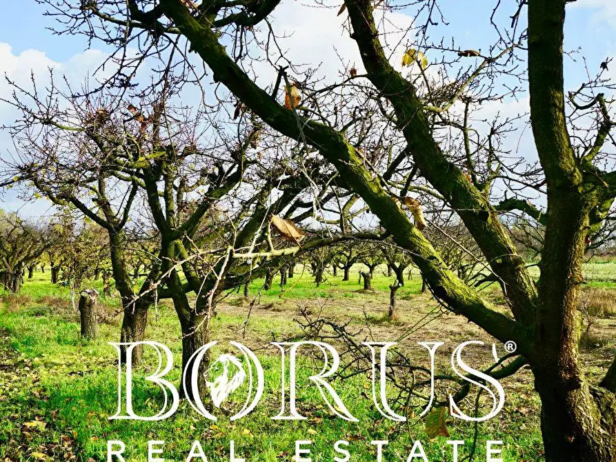 Immagine 17 di Terreno agricolo in vendita  a Teverola