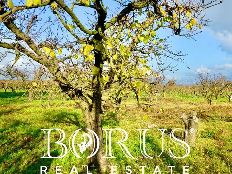 Immagine 22 di Terreno agricolo in vendita  a Teverola