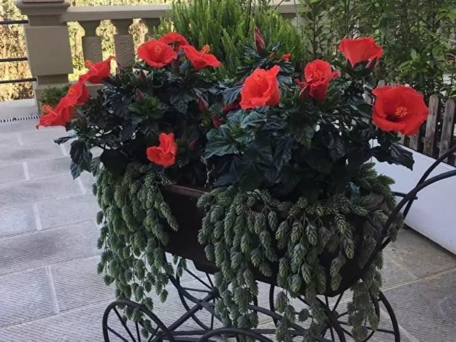 Immagine 5 di Appartamento in vendita  in via di Capornia a Firenze