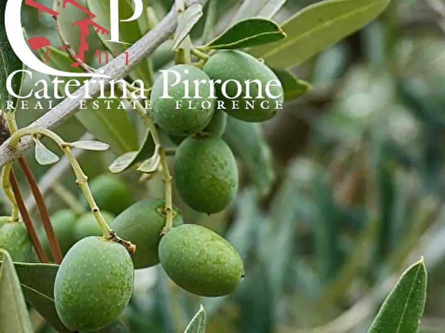 Immagine 3 di Terreno agricolo in vendita  in via di Montisoni a Bagno A Ripoli