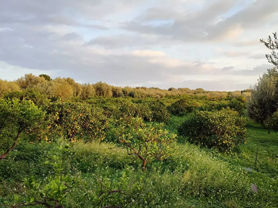 Immagine 2 di Terreno agricolo in vendita  a Paterno'