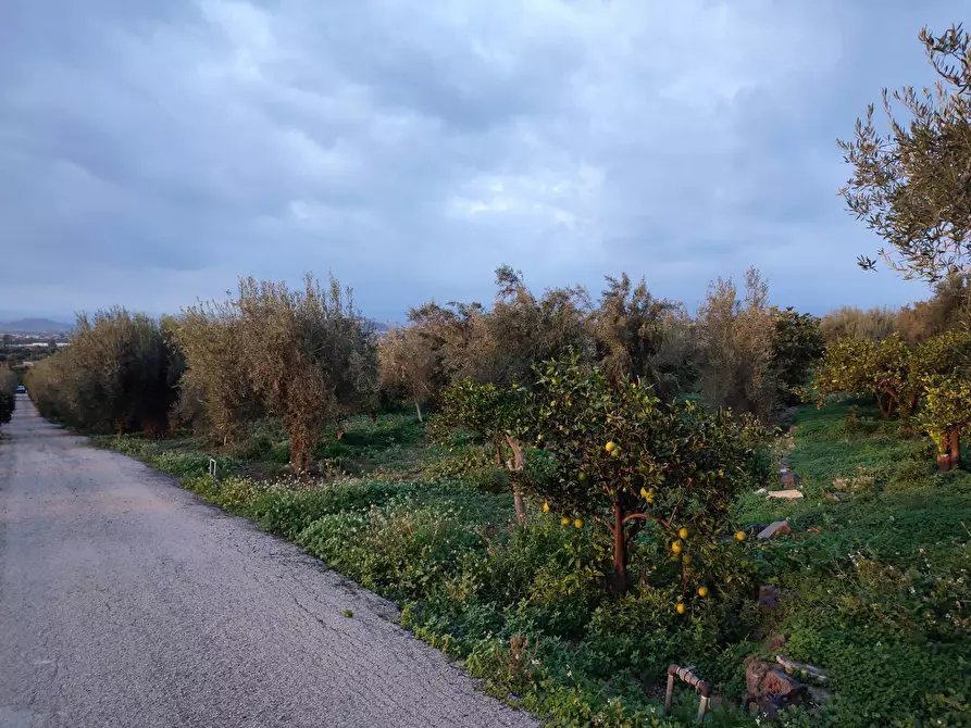 Immagine 5 di Terreno agricolo in vendita  a Paterno'