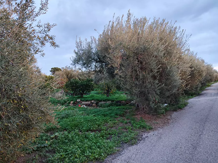 Immagine 6 di Terreno agricolo in vendita  a Paterno'