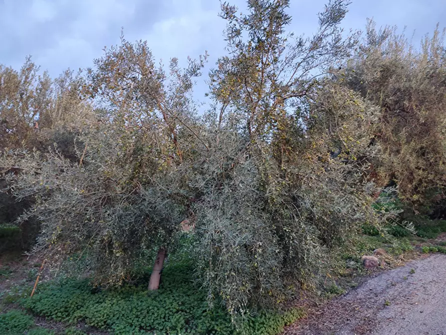 Immagine 8 di Terreno agricolo in vendita  a Paterno'