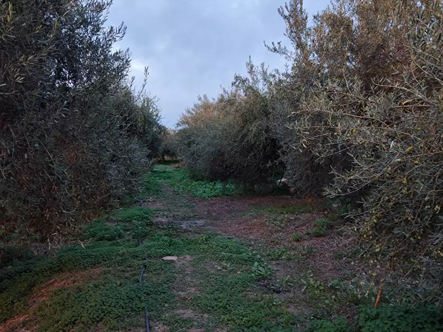 Immagine 9 di Terreno agricolo in vendita  a Paterno'