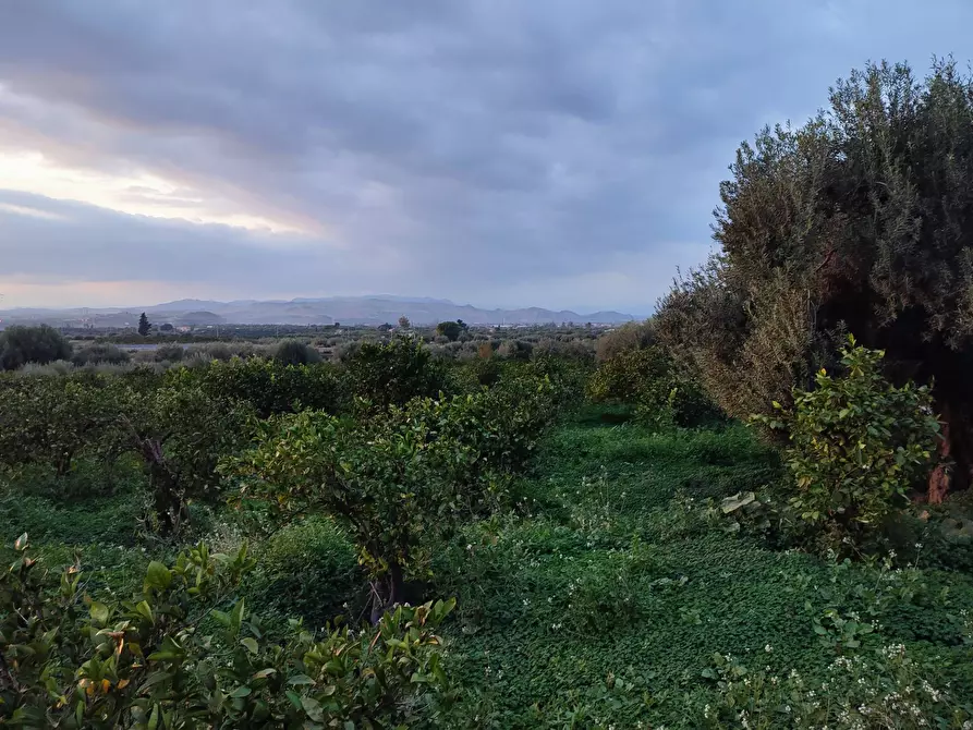 Immagine 10 di Terreno agricolo in vendita  a Paterno'