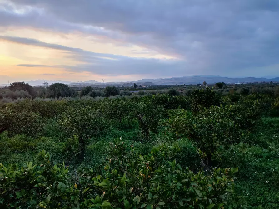 Immagine 3 di Terreno agricolo in vendita  a Paterno'