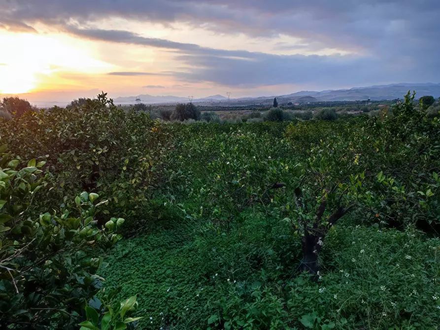 Immagine 4 di Terreno agricolo in vendita  a Paterno'