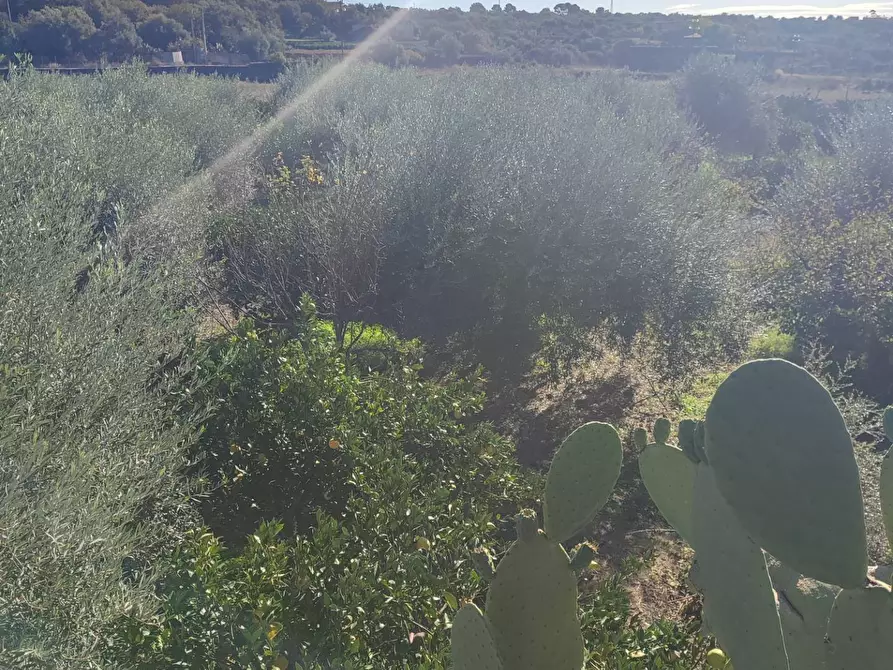 Immagine 28 di Terreno agricolo in vendita  a Paterno'