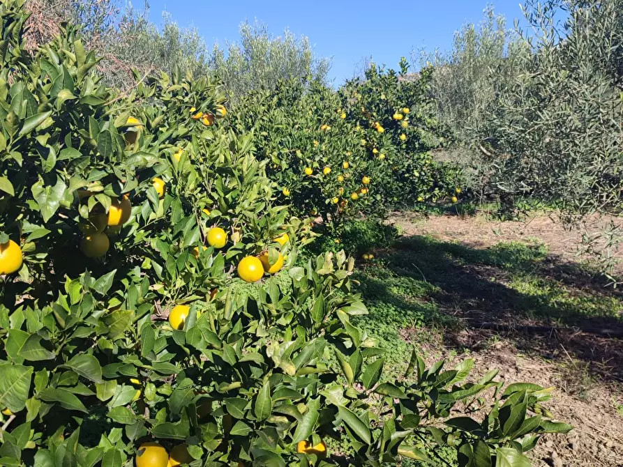 Immagine 29 di Terreno agricolo in vendita  a Paterno'