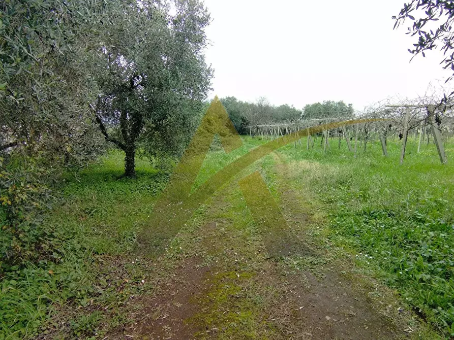 Immagine 2 di Rustico / casale in vendita  in via capitancelli a Velletri