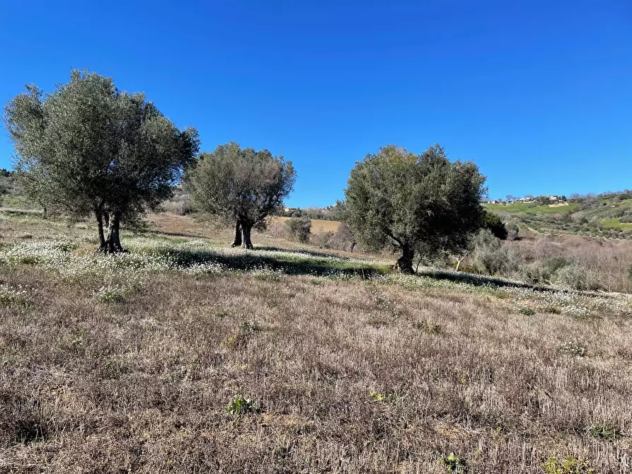 Immagine 7 di Terreno agricolo in vendita  a Acquaviva Picena