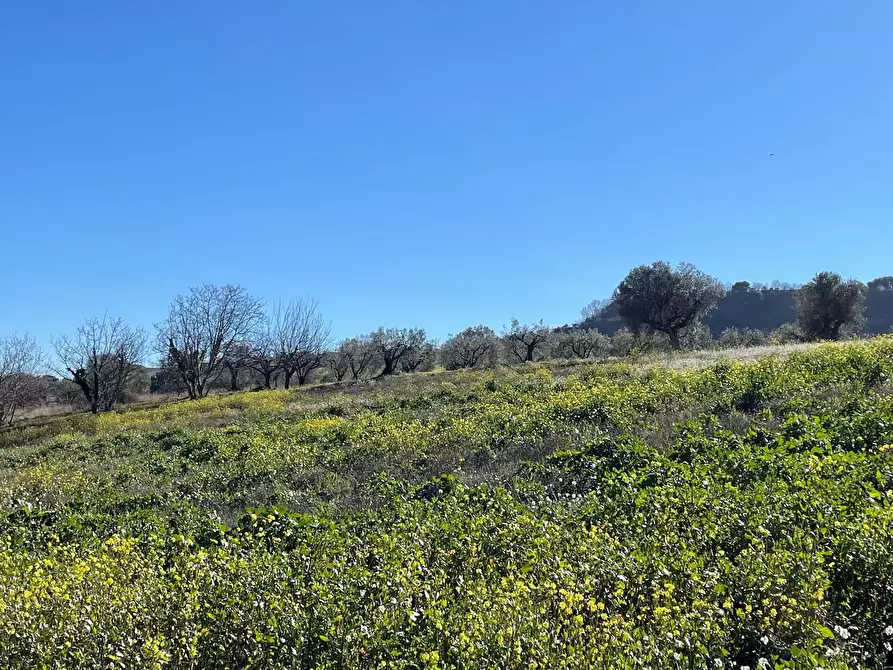 Immagine 3 di Terreno agricolo in vendita  a Acquaviva Picena