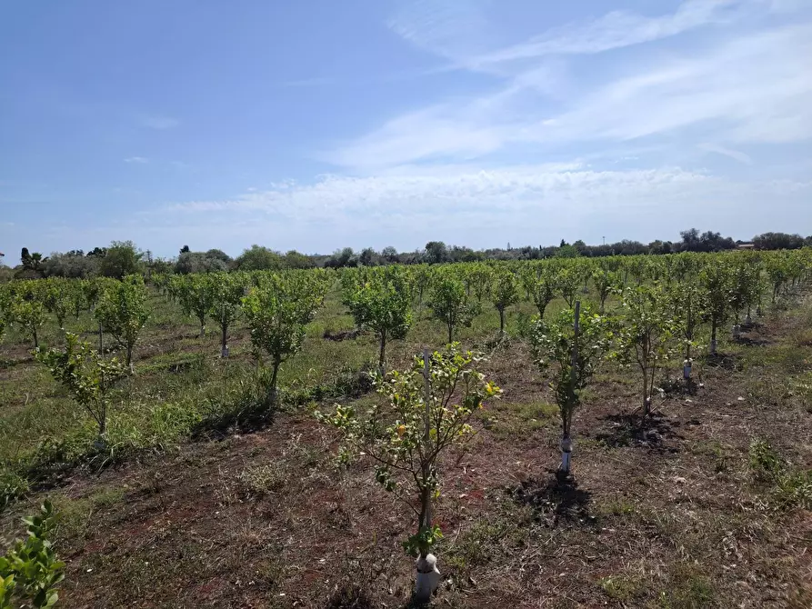 Immagine 1 di Azienda agricola in vendita  in CONTRADA FEGOTTO a Floridia