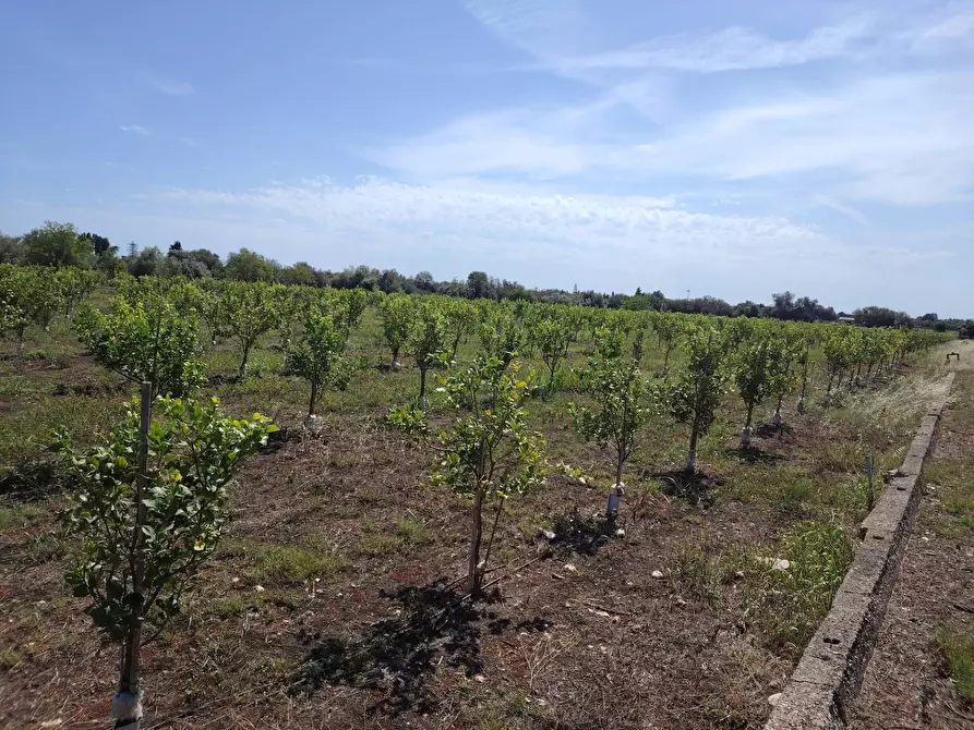 Immagine 4 di Azienda agricola in vendita  in CONTRADA FEGOTTO a Floridia